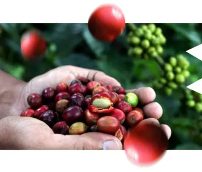 Κόκκοι espresso blend Cuchavira μετά το καβούρδισμα
