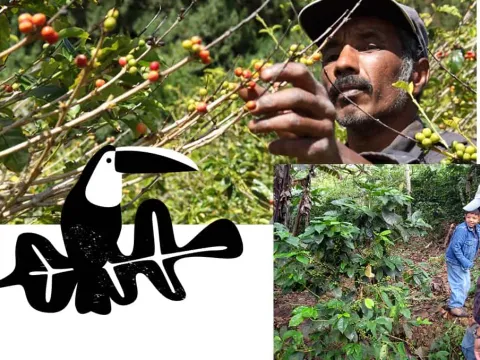 Ποικιλία Caturra — ένα από τα τρία varietal του Cuchavira blend