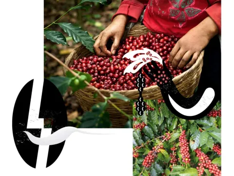 Ποικιλία Typica — ένα από τα τρία varietal του Cuchavira blend